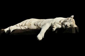 A fehér tigrisek tragédiája