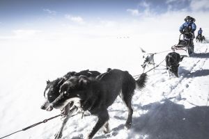 Elindult a jelentkezés, most bárkiből lehet kutyaszánhajtó az északi sarkkörön