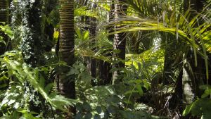 Az Amazonas-vidék esőerdeit veszélyezteti egy új illegális út