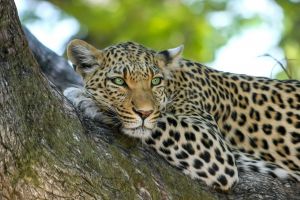 Eltűnt egy leopárd egy szafariparkból