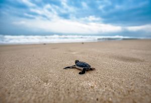 Vonzza a műanyagszemét a teknősöket a tengerben