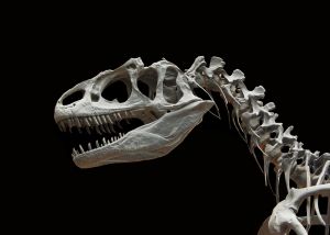 Szenzációs dinoszauruszleletre bukkantak egy kiszáradóban lévő folyó medrében