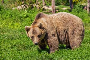 Egy barna medve agyonverése miatt letartóztattak egy férfit