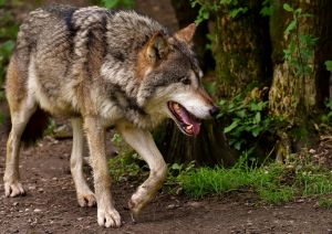 Kamerákkal figyelik a farkasokat, hiúzokat a Bükki Nemzeti Parkban