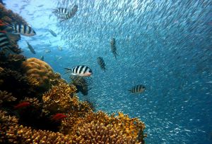 Dubajban félmillió négyzetméteres korallzátonyt növesztenek