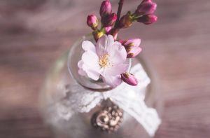 Felülírja a hagyományt az idei cseresznyefa-virágzás Japánban