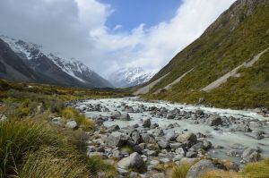 Viszlát Manukura: elpusztult Új-Zéland népszerű fehér kivije