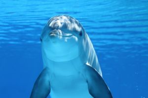Több mint tucatnyi delfin pusztult el Mauritius partjainál