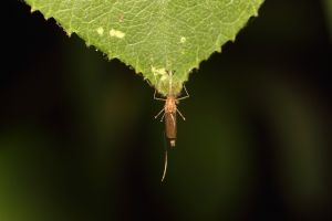 Nagy számú maláriaszúnyoggal képes végezni egy génmódosított gomba