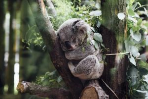 A koalabérlés betiltását követelik ausztrál állatvédők