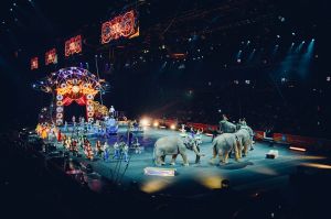 Végre Madrid is betiltja a vadállatok cirkuszi szerepeltetését