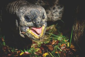 Felkutatják a kihaltnak vélt teknősfaj további példányait