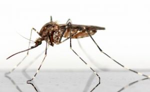 Egzotikus úti célok, és betegségeik – a malária