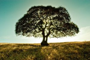 Elképszető természetszeretet: infúzióval menthetik meg a hétszáz éves haldokló fa életét